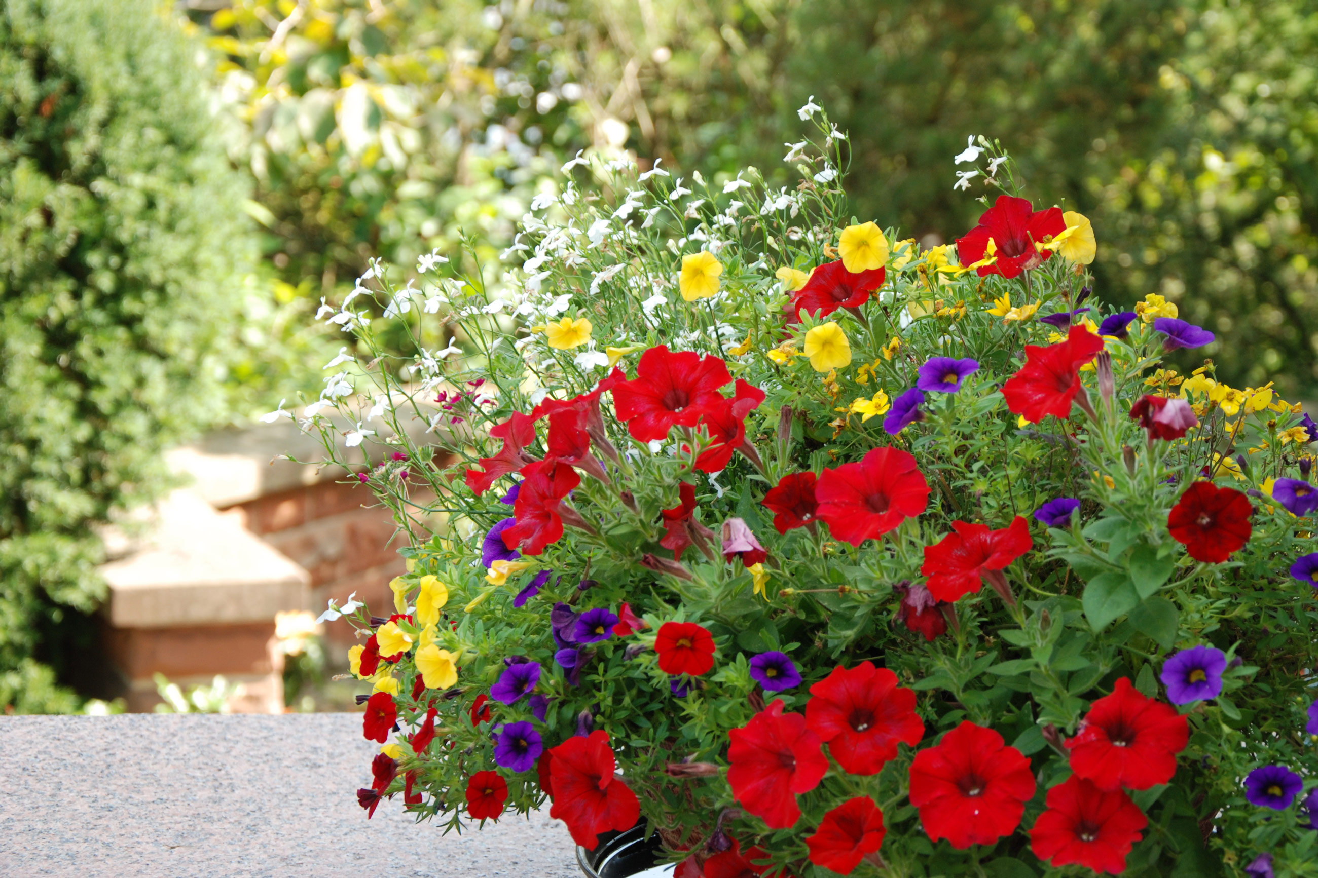 Lebenspark-Mehr-als-Wohnen-Marburg-Blumen