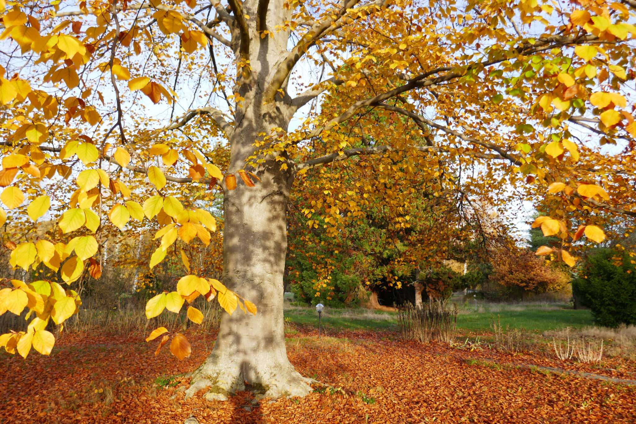 dgd-lebenspark-lachen-im-herbst
