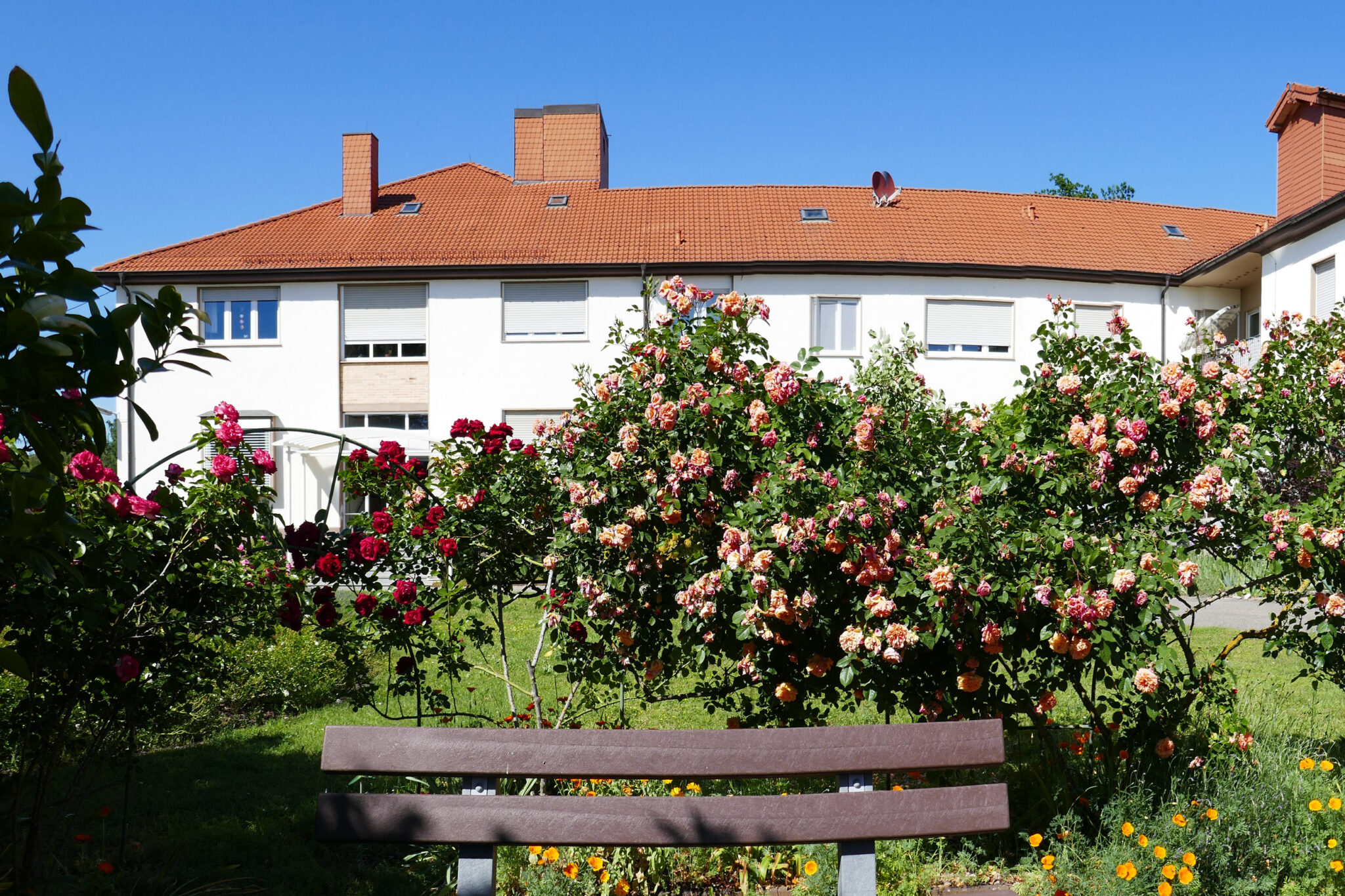 dgd-lebenspark-lachen-park-mit-rosen-und-bank